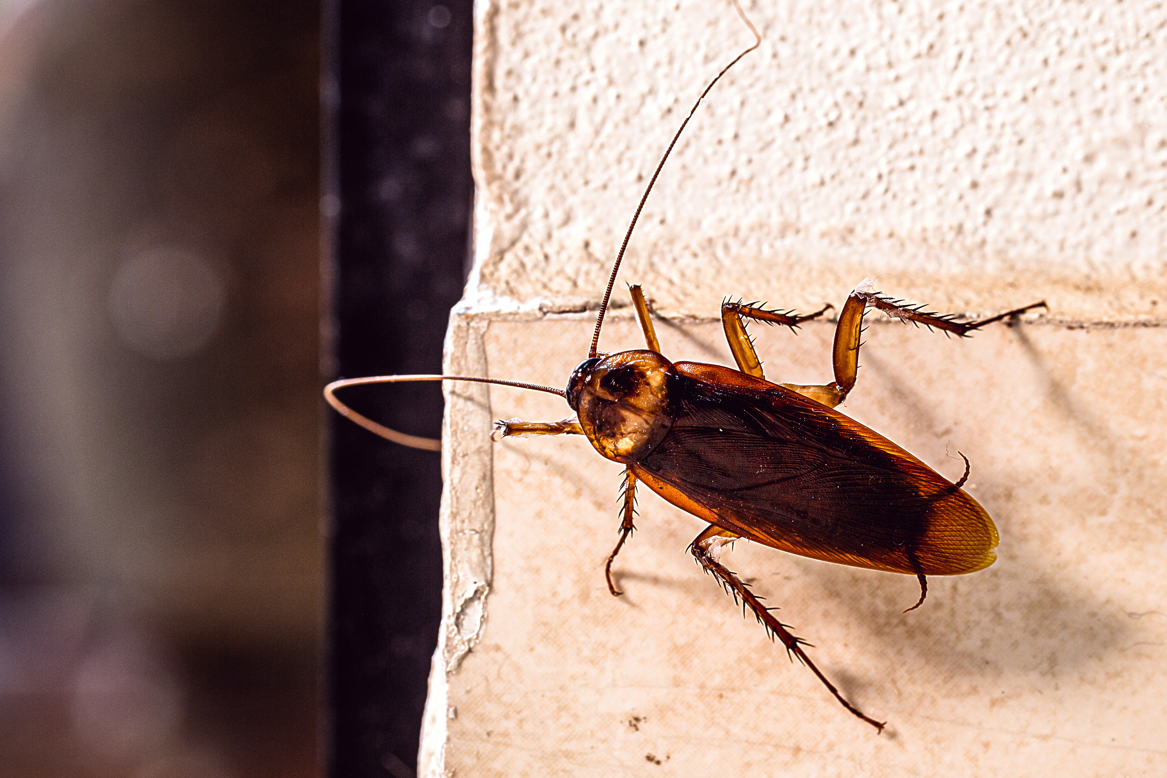 American Cockroach on a wall
